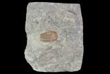 Ordovician Trilobite (Euloma) - Zagora, Morocco #105794-1